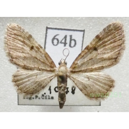 Eupithecia trisignaria Herrich-Schäffer, 1848 Czech64b